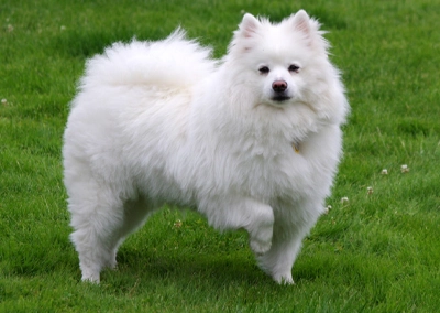 American Eskimo Dog
