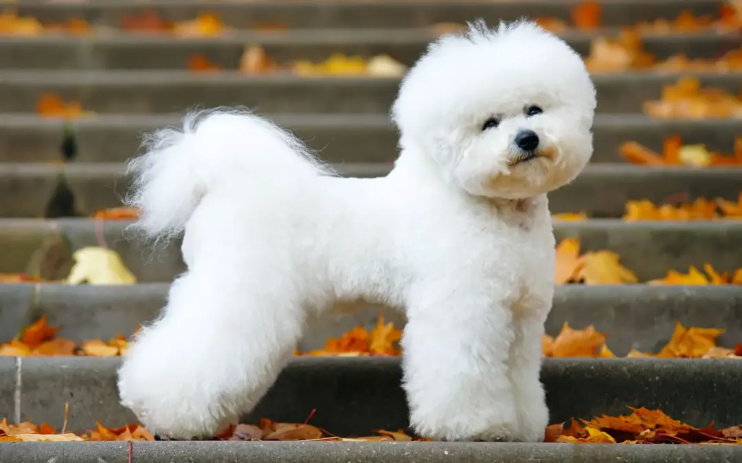 Bichon Frisé