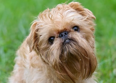 Brussels Griffon