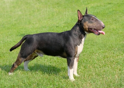 Bull Terrier