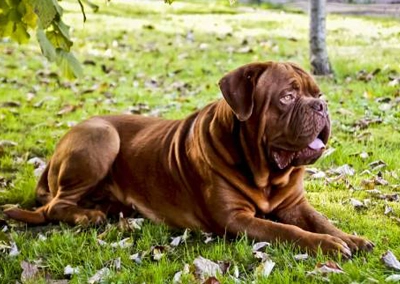 French Mastiff (Dogue de Bordeaux)
