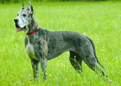 Great Dane