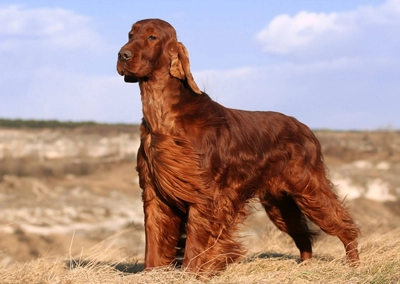 Irish Setter