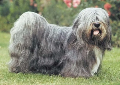 Lhasa Apso