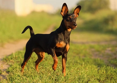 Miniature Pinscher