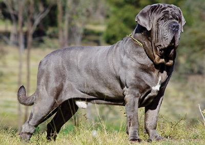 Neapolitan Mastiff