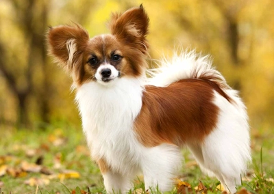 Papillon