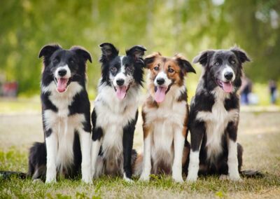 Border Collie