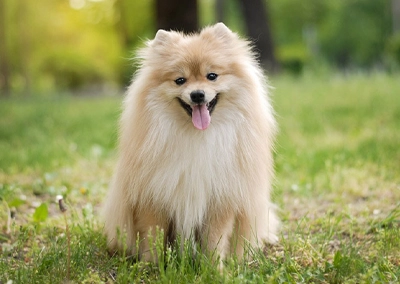 Pomeranian