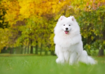 Samoyed