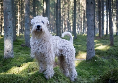 Soft-coated Wheaten Terrier