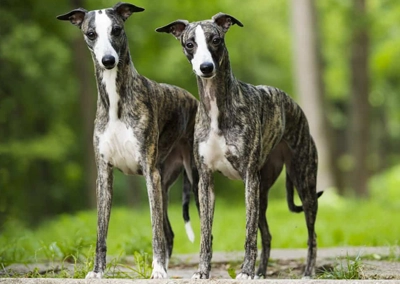 Whippet