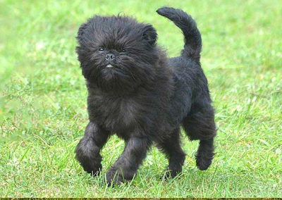 Affenpinscher