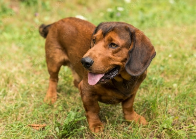 Alpine Dachsbracke