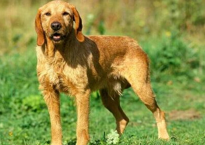 Basset Fauve de Bretagne