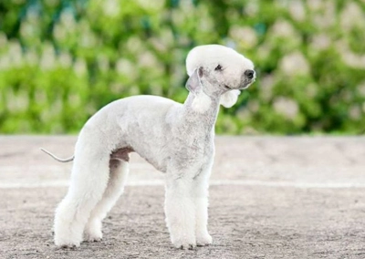 Bedlington Terrier