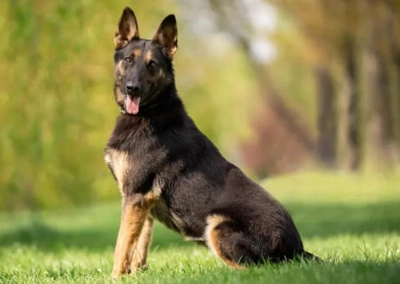 Belgian Shepherd Dog