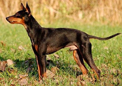 Black and Tan English Toy Terrier