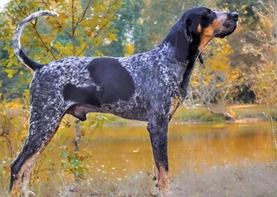 Bluetick Coonhound