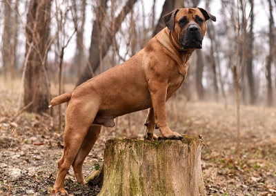 Boerboel