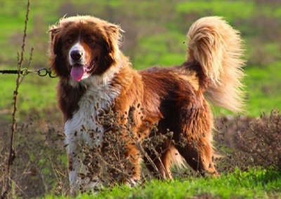 Bulgarian Shepherd