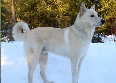 Canaan Dog