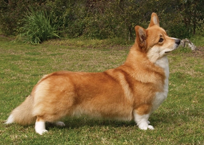Cardigan Welsh Corgi Canina