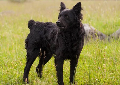 Croatian Shepherd Canina