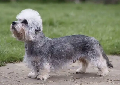 Dandie Dinmont Terrier
