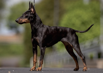 English Toy Terrier