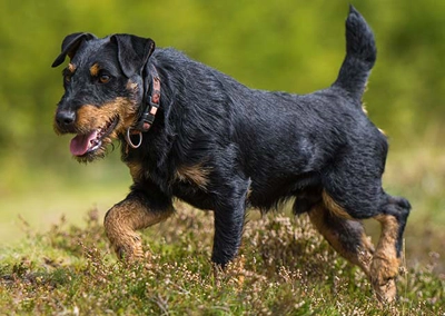 German Hunting Terrier