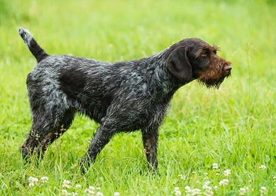 German Rough Haired Pointer