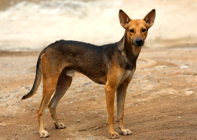 Indian Indigenous Dog