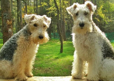 Lakeland Terrier