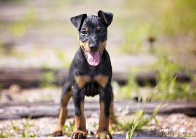 Manchester Terrier Toy