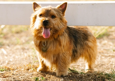 Norwich Terrier