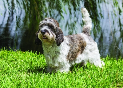 Petit Basset Griffon Vendeen