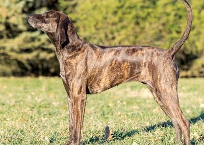 Plott Hound