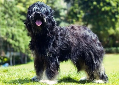 Portuguese Sheepdog