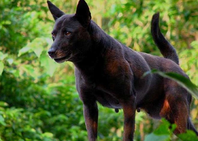 Taiwan Dog