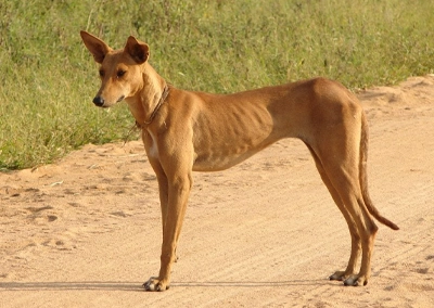 Village Dog Africa