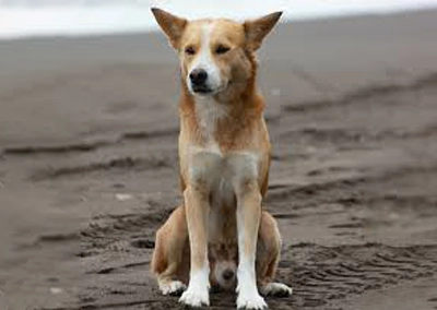 Village Dog Costa Rica