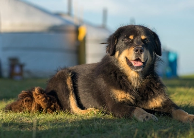 Village Dog Mongolia