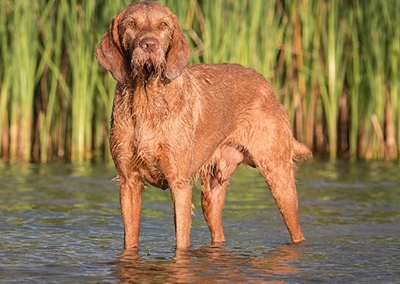 Wirehaired Vizsla