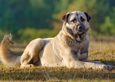 Anatolian Shepherd