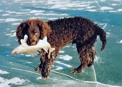 American Water Spaniel
